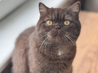 Chocolate British Shorthair