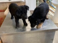 Alman Kurdu Köpeğimiz