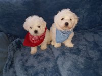 Dünya Tatlısı Terrier Yavruları