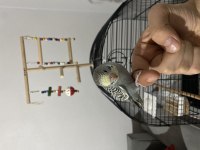 Yeni Yeme Düşmüş Erkek Muhabbet Kuşu