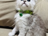 British Kedimize Yuva Arıyoruz