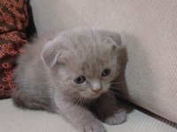 Yavru scottish kediler