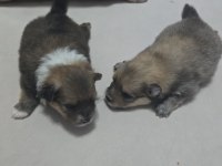 Pomeranian Bu Kadar Uyguna İmkansız