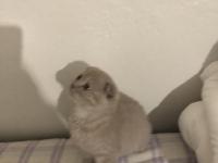 Uyguna Ev Ortamında Yetişme Yavru Kedimiz