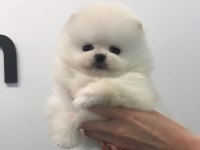 Pomeranian Boo Cins Yavrular