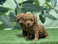 Gönderim İmkanı İle Toy Poodle Yavrular