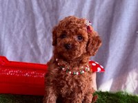 Safkan Cins Toy Poodle Yavrular