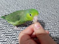 Forpus akıllı papağanım