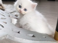 Irk Garantili British Bebeklerim