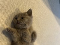 British Shorthair Kedisi Yavru Lilac
