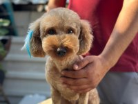 Poodle Erkek Köpeğimiz