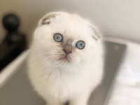 Şık Bluepoint Scottish Fold Shorthair Yavrumuz