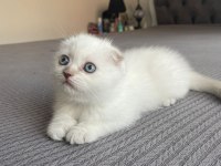 Güzeller Güzeli Scottish Fold Kedimiz Yeni Yuvasına Gitmeyi Bekliyor