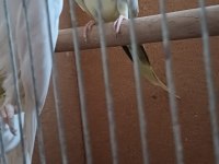 Çift sultan papağanlar