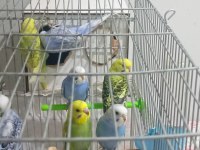 6 Adet Yavru Muhabbet Kuşu 3 Mavi 3 Yeşil