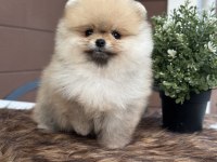 Efsane Güzellikteki Orjinal Pomeranian Yavrularımız