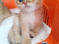 Muhteşem Güzellikte Golden Ve Silver British Yavrular