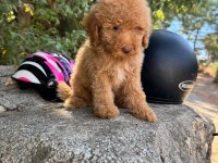 Ruhsatlı İşletmeden Toy Poodle