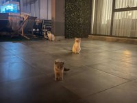 Mama karşılığı lilac erkek british