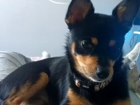 6 Aylık Dişi Chihuahua Yavrusu