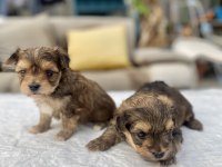 Mini Boy Morkie Prensler