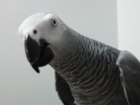 Jako papağanı kırmızı kuyruk