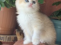 Prenses British Shorthair Sasha