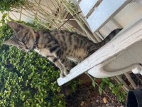 Aslan Tekir Kızımız Yuva Arıyor