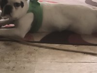 French bulldog raki için yeni yuva