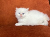 A Kalite Red Point British Longhair Yavrular