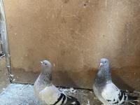 Takım Sarı Göz Mardin Güvercin