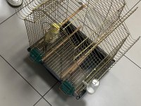 Yavru Erkek Sultan Papağanı