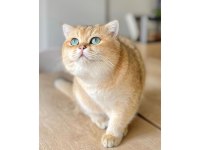 British Longhair Golden Ny11 Yavrular