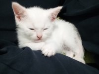 Erkek British Shorthair Sevimli Yavru 47 Günlük