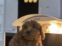 Maltipoo kızımız ücretli sahiplendirilecektir