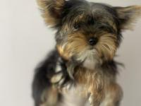 Safkan Yorkshire Terrier Köpekler