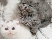Longhair Poncik Bebek Kedilerimiz