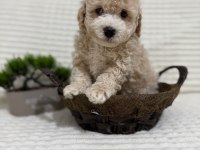 Muhteşem Küçük Irk Maltipoo Köpekler