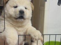 Chow Chow Cinsi Bebekler