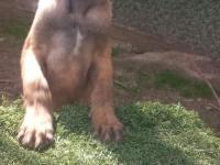 Bursadan Malinois Yavrular