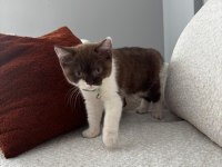 2.5 Aylık Maskeli British Kedimiz