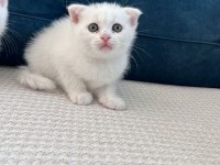 Kedimizi Sahiplendirme