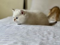 British Shorthair Golden Point