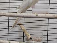 Sultan Papağanı 1 Yaşında