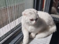 British Blue Point Ve Scottish Fold