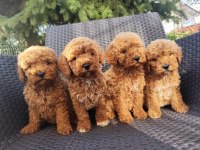 Ev Üretimi Poodle Köpeklerimiz