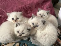 Bluepoint Yavru Kediler