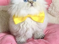 Scottish 1,5 aylık yavrular