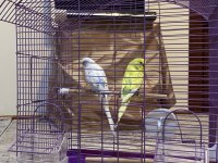 Çift Dişi Ve Erkek Muhabbet Kuşumuz