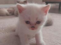 2 Adet Scottish 1 Adet British